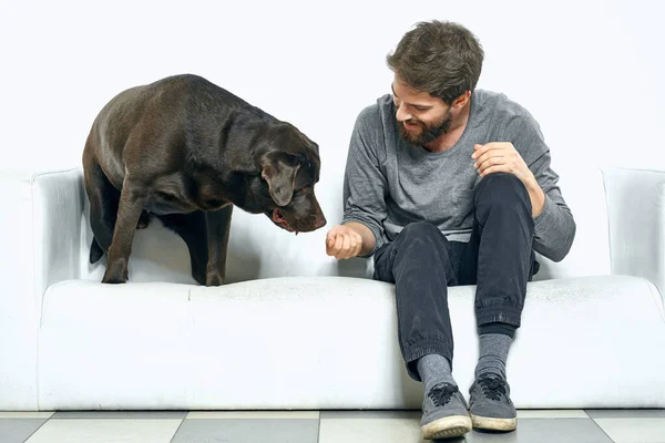El propietario juega con el perro en un sofá blanco En una habitación luminosa divertido primer plano vista amigos mascota — Foto de Stock