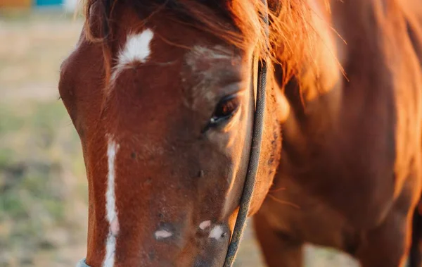 Detailní-up kůň v terénu cestování savců přírody — Stock fotografie