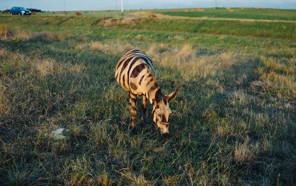 Zebra all'aperto sul campo dragoncello mammiferi viaggiare — Foto Stock