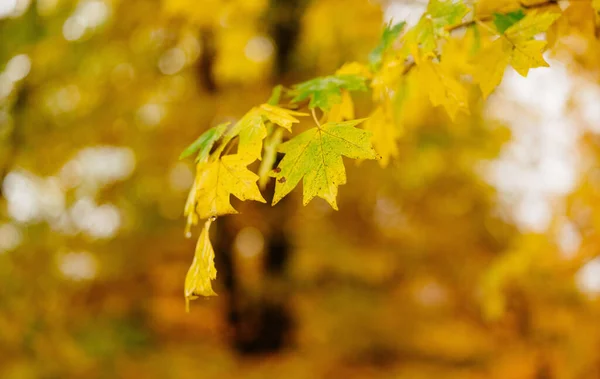 Příroda podzim listí stromy prostředí krajina venku — Stock fotografie