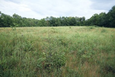 Doğa ağaçlarla çevrili uzun otlar. 