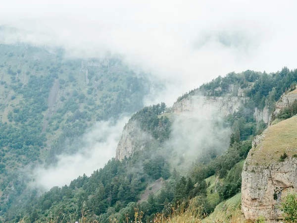 자연 경관의 산, 신선 한 공기 소나무 주 — 스톡 사진