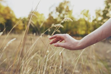 Kadınlar doğada buğday, ağaçlarda yaz tatilinde el ele tutuşur.