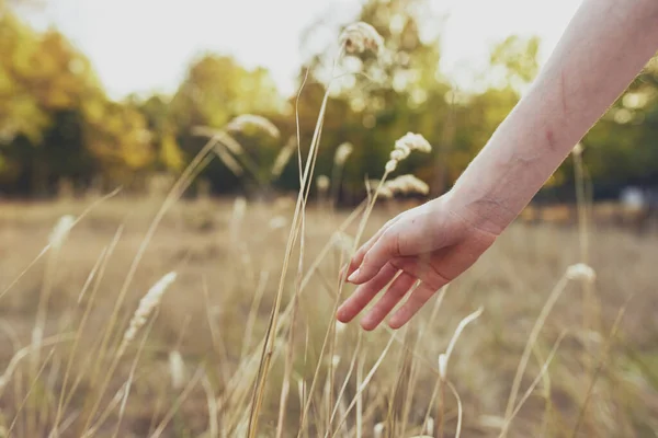 Frau hält Hand an Weizen in der Natur in Feld und Bäumen Sommerferien — Stockfoto