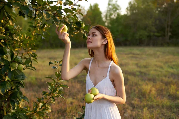 Donna felice in abito bianco raccoglie mele dagli alberi in un prato — Foto Stock