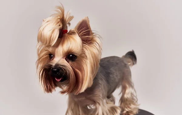 Small purebred corgi dog with pigtails on his head pet beige background — Stock Photo, Image