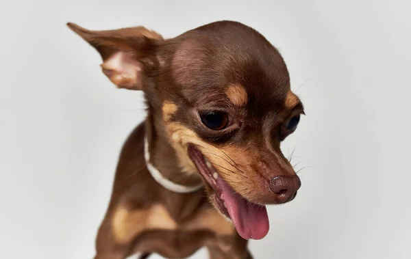 Kleine grappige rasechte chihuahua hond close-up huisdier — Stockfoto