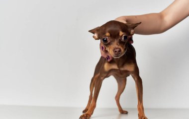 Safkan evcil köpek chihuahua. Doğa memelilerinin soyu.