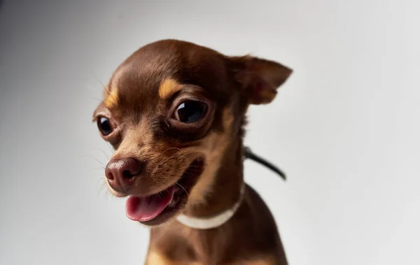 ตลกเล็กสุนัขพันธุ์แท้ Chihuahua สัตว์เลี้ยงใกล้ชิด — ภาพถ่ายสต็อก