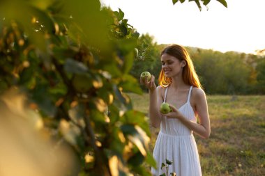 Beyaz elbiseli bir gezgin çayırdaki ağaçlardan elma topluyor.