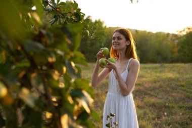 Ağaçta olgun elmalar ve mutlu kadın yaz mevsiminde taze hava ağaçları.
