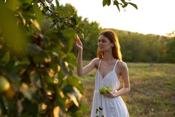Manzanas maduras en el árbol y la mujer feliz naturaleza aire fresco árboles verano —  Fotos de Stock