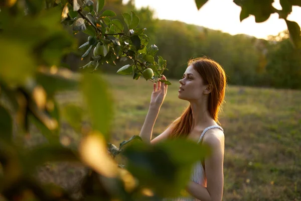 Kobieta z zielonymi jabłkami w pobliżu drzewa i białej sukienki lato natura — Zdjęcie stockowe