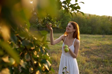 Beyaz elbiseli bir gezgin çayırdaki ağaçlardan elma topluyor.
