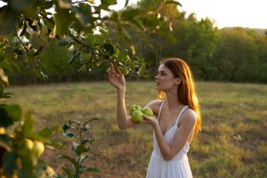 Yazın ağaçlarda yeşil elmalar. Beyaz elbiseli kadın. Temiz hava.
