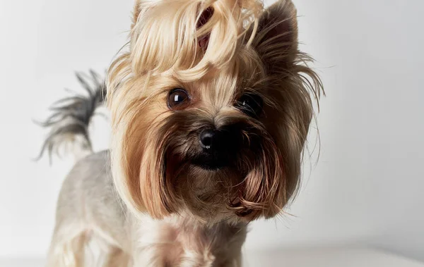 Poco de pura raza perro yorkie mascota belleza lindo aseo — Foto de Stock