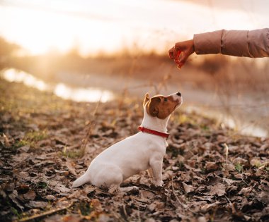 Saf köpek, açık havada kırmızı bir yaka takıyor ve temiz bir geçmişi var.