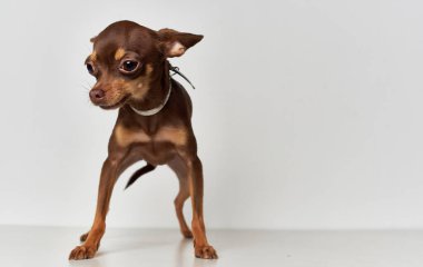 Küçük, komik, safkan bir chihuahua köpeği.