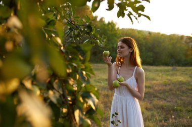 Ağaçta olgun elmalar ve mutlu kadın yaz mevsiminde taze hava ağaçları.