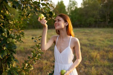 Beyaz elbiseli mutlu kadın çayırdaki ağaçlardan elma topluyor.