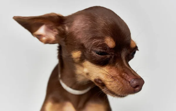 Kleiner lustiger reinrassiger Chihuahua-Hund aus nächster Nähe — Stockfoto