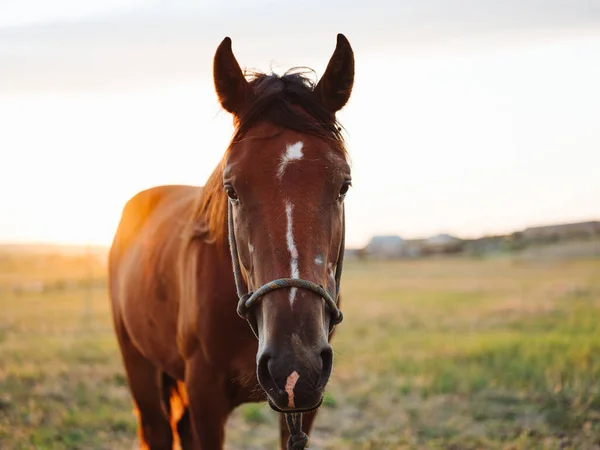 Cavalo castanho pastoreia em um prado em um campo vista cortada close-up — Fotografia de Stock