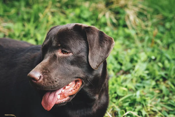 Svart renrasiga hund natur promenad grönt gräs husdjur — Stockfoto