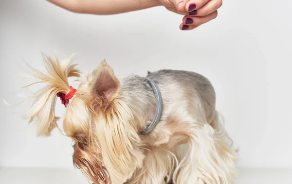 Pouco de raça pura cão yorkie pet beleza bonito aliciamento — Fotografia de Stock