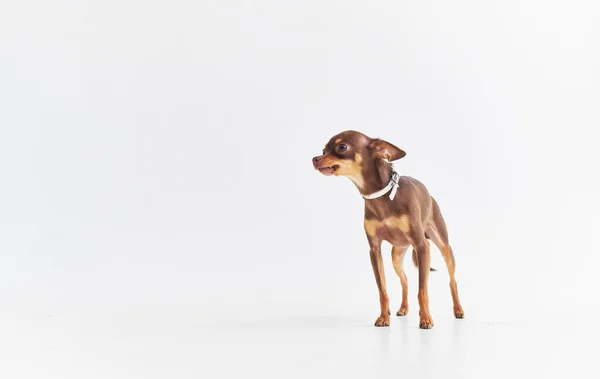 Zwierzęta czystorasowe pies chihuahua przyjaźń ssaki natura biały tło — Zdjęcie stockowe