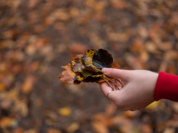 Żółty liście w dłoni jesień las świeże powietrze natura — Zdjęcie stockowe