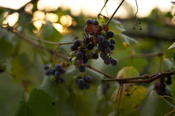 Weinrebe grüne Blätter Zweige Sommersonnenernte — Stockfoto