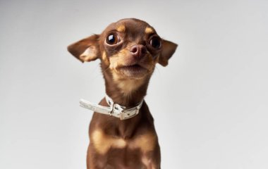 Safkan evcil köpek chihuahua. Doğa memelilerinin soyu.