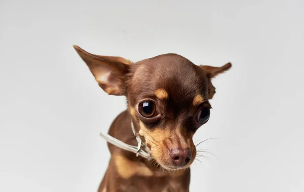 Чистий домашній тварина чихуахуа собака природа ссавці родовід — стокове фото