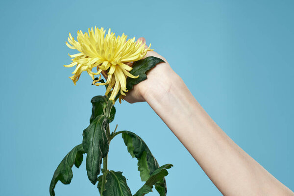 Yellow flower and female hand on a blue background cropped view close-up