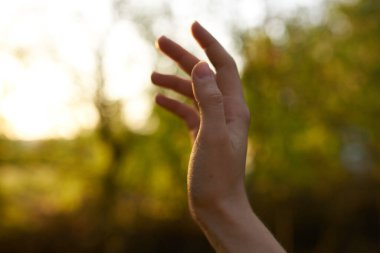 Kadın eli doğa parkı yaz ağaçları güneş yeşili çimenler