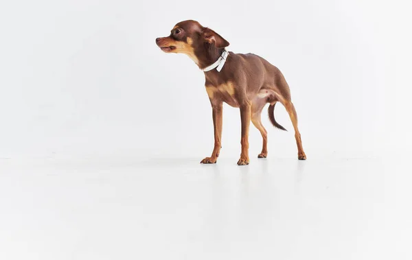 ペットの純血犬Chihuahua友情哺乳類自然白の背景 — ストック写真