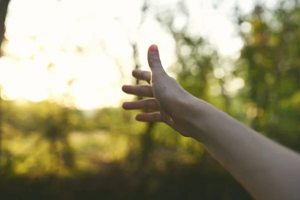 Női kéz park nyár fák nap zöld fű — Stock Fotó