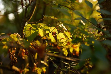 Doğadan ayrılan yaz günbatımı taze hava ağaçları arkaplan resmi