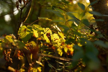 Doğadan ayrılan yaz günbatımı taze hava ağaçları arkaplan resmi