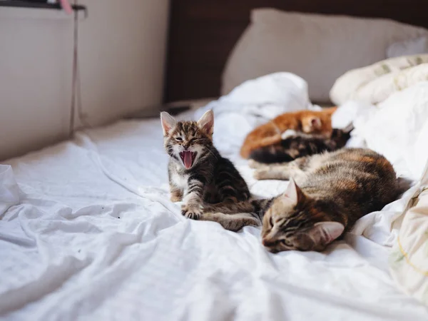 Gatinhos com um gato jazem dentro de casa na cama — Fotografia de Stock