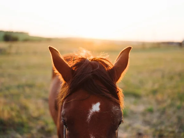 Cavalo castanho pastoreia em um prado em um campo vista cortada close-up — Fotografia de Stock