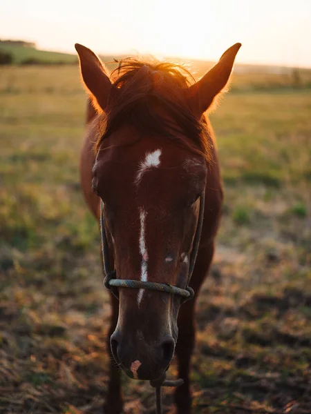 갈색 말 이 초원에서 노는 모습을 가까이 서 볼 수있다 — 스톡 사진