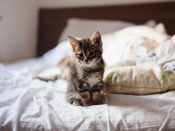 Anak kucing duduk di tempat tidur di dalam ruangan dan bantal putih di latar belakang — Stok Foto
