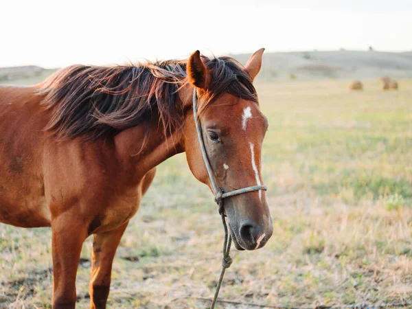 Um cavalo marrom pastoreia em um prado em um campo — Fotografia de Stock