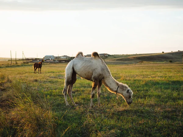El camello come hierba en la naturaleza del campo y el sol es aire fresco —  Fotos de Stock