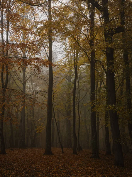 Natureza outono Árvores campo folhas amarelas nevoeiro ar fresco — Fotografia de Stock