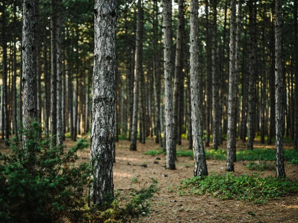 Natuur dennenbos frisse lucht Groen gras herfst — Stockfoto
