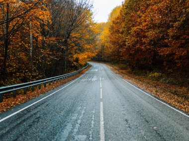 Sarı yapraklar sonbahar ormanı doğası taze hava uzun ağaçlar yol yolu