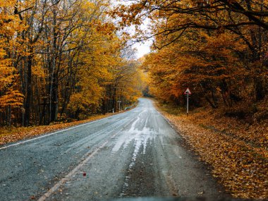 Sarı yapraklar sonbahar ormanı doğası taze hava uzun ağaçlar yol yolu