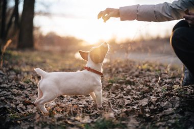 Saf köpek, açık havada kırmızı bir yaka takıyor ve temiz bir geçmişi var.